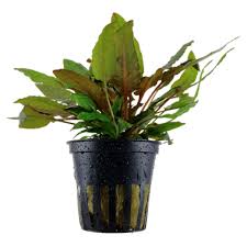 It was described by dutch botanist hendrik de wit in honour of aquarium hobbyist and writer albert wendt. Cryptocoryne Wendtii Tropica Tropica Aquarium Plants