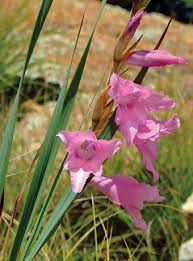 Image result for Sopubia lanata