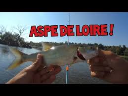 Je Peche Un Bar Au Pain Gros Mulet En Mer Youtube
