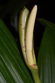 Image result for Cercestis congensis