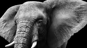 Gambar alam hitam dan putih bagasi hewan margasatwa binatang. Wallpaper Gajah Hitam Hd Unduh Gratis Wallpaperbetter