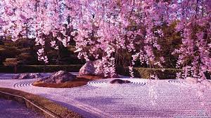 Looking for the best japanese cherry blossom wallpaper? Japanese Garden Cherry Blossom Wallpapers Top Free Japanese Garden Cherry Blossom Backgrounds Wallpaperaccess