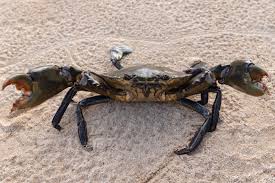 Image result for Crabbea glandulosa