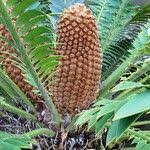 Image result for Encephalartos senticosus