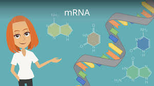 Robert malone, inventor of mrna technology that's used in the covid vaccine, told fox's tucker carlson that young adults and teens shouldn't be forced to get the vaccine. Mrna Aufbau Funktion Und Degradation Mit Video