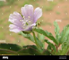 Image result for Rinorea angustifolia