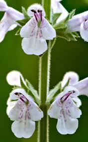 Image result for Stachys aculeolata