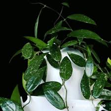 Image result for Huperzia verticillata