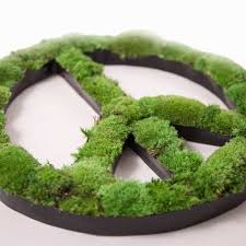 Stabilized Moss Picto Peace Moosbilder Moos Und Blumenbilder