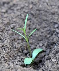 Pin On Seedlings