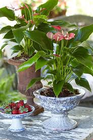 Porchscaping French Country Anthurium Anthurium Plant Houseplants