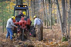 Showcasing The Dnr Battling Oak Wilt Disease