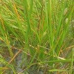 Image result for Eleocharis acutangula