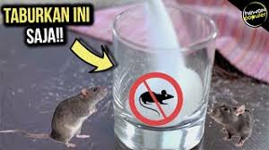 Daripada dibuang, lebih baik manfaatkan sebagai cara mengusir tikus di rumah. Tikus Rumah Pergi Selamanya Inilah Cara Mengusir Tikus Di Rumah Dengan Bahan Alami Youtube