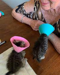 Cats Of Instagram On Instagram From Myfosterkittens The Cup Heads Are Now Cone Heads Thanks To My Nana Cute Baby Animals Cats Of Instagram Beautiful Cats