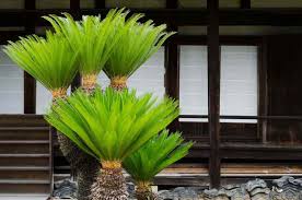 Feb 16, 2021 · care for sago palm outside. Sago Palm Care A Cycas Revoluta Growing Guide