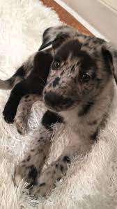 900 Dogs Puppies Ideas In 2021 Dogs And Puppies Puppies Dogs