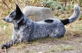 Black And Grey Spotted Dog Pin By Bill Kramer On Australian Cattle Dog In 2020 Blue Heeler Dogs Grey Dog Dog Breeds