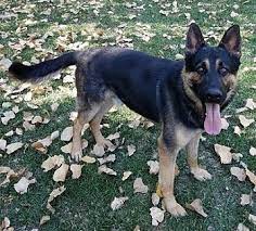 German shepherds for adoption, large dog breeds, puppies for sale, puppy stores, dog. Pictures Of Mason A German Shepherd Dog For Adoption In Fremont Ca Who Needs A Loving Home Kitten Adoption Cute Animals Pets