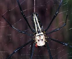 Giant Wood Spider Close Up With Silk Wood Spider Spider Spider Pictures