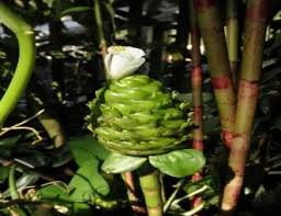 Image result for Costus afer