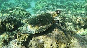 Also called a tortoiseshell or hawkbill tortoise, the hawksbill turtle has a rather flat carapace. Scientists Rise In Sea Turtle Population Unrelated To Reduced Tourism West Hawaii Today