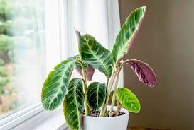 Image result for calathea