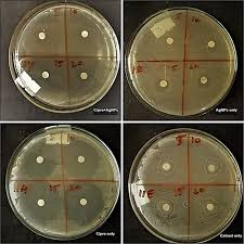 In an earlier study candida albicans, green tea extracts are effective only when the ph was adjusted to 6.5. Evaluation Of The Antibacterial Potential Of Silver Nanoparticles Synthesized Through The Interaction Of Antibiotic And Aqueous Callus Extract Of Fagonia Indica Amb Express Full Text