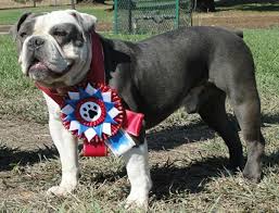 When did england become a great country? Are You Wondering About The Olde English Bulldogge Breed Of Dog