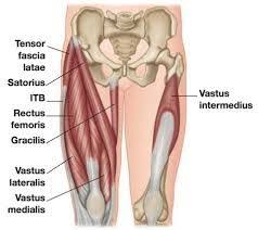 All voluntary muscles have an origin and insertion. Pin On Hip And Knee
