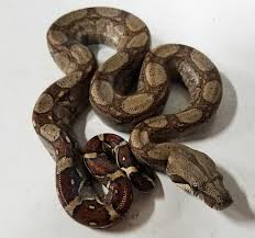Baby Nicaraguan Boas For Sale