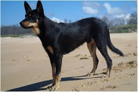 Machine coffee capsules coffee filling best coffee lavazza packing machine k cups manufacturing. Australian Kelpie Info Puppies Mix Temperament Pictures