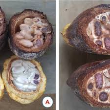 Image result for Phragmanthera eminii