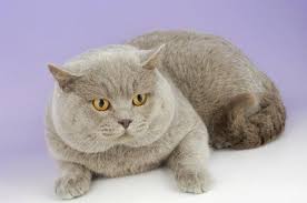 45 Ideas De Black British Short Hair Gatos Felinos Gatitos Lindos