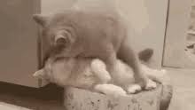 Gif bin is your daily source for funny gifs and funny animated pictures! Funny Love Gifs Tenor