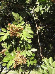 Image result for Schinus