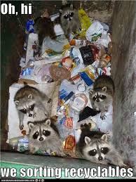 How Would You Like To Open Up Your Dumpster And Find 6 7 Racoons What A Hoot Raccoon Funny Silly Animals Animals