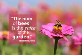 The Hum Of Bees Is The Voice Of The Garden Elizabeth Lawrence Bee Images My Secret Garden Summer Garden