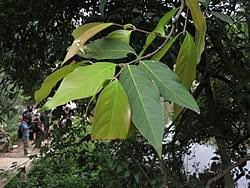 Image result for Hiptage benghalensis