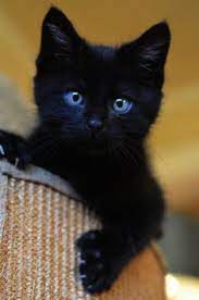 Kittens For Sale Near Me Craigslist Ri Opposite Kitten Keeps Meowing At Night Few How To Draw Cute Animals In Kittens Cutest Cute Black Kitten Cute Black Cats