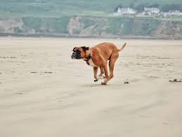 Taking your dog to the beach: our top tips - PitPat