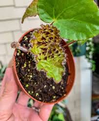 Image result for Berkheya ferox