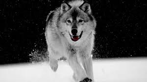 Enjoy our curated selection of 53 white wolf wallpapers and backgrounds. White Wolf Wallpapers Wallpaper Cave