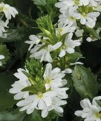 Image result for foto Vějířovka