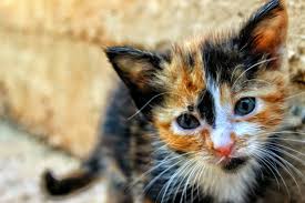 After about two weeks, kittens quickly develop and begin to explore the world outside the nest. How To Introduce A New Kitten To An Older Cat Pdxpetdesign Com