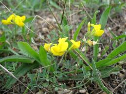 Image result for Lotus mlanjeanus