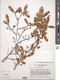 Image result for Brackenridgea zanguebarica