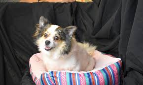 Conveniently book a hotel today and pay later with expedia. 7 Lovable Pups To Adopt Now In Oklahoma City