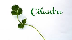 No one's ever been disappointed or not found something they didn't love. 5 Things You Didn T Know About Cilantr Tasty Bite