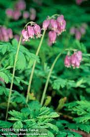Dicentra Formosa Pacific Bleeding Heart Wildflowers Of The Pacific Northwest Bleeding Heart Wild Flowers Shade Grass